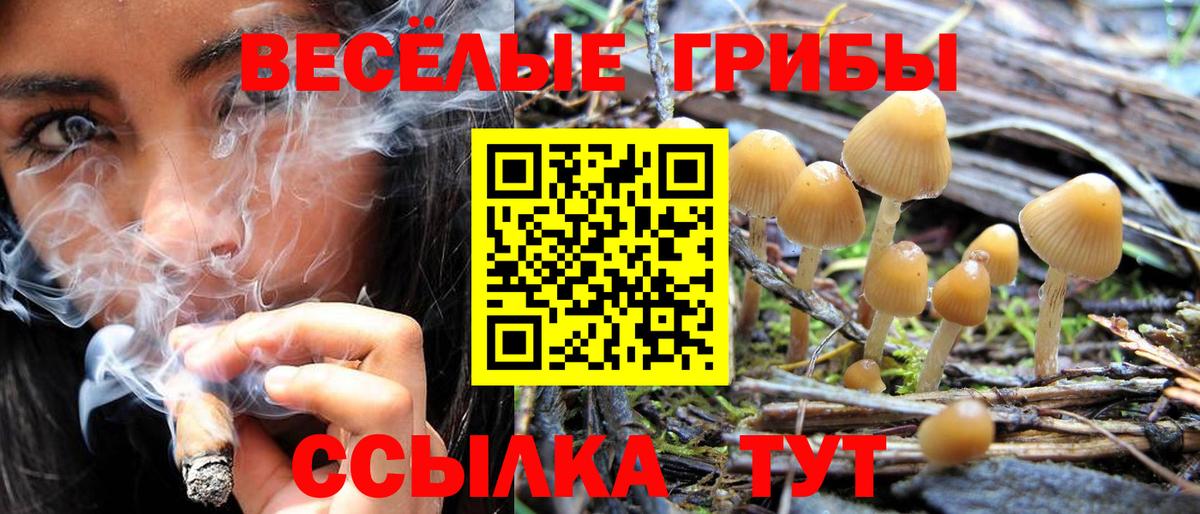 Псилоцибиновые грибы Psilocybe Кудрово